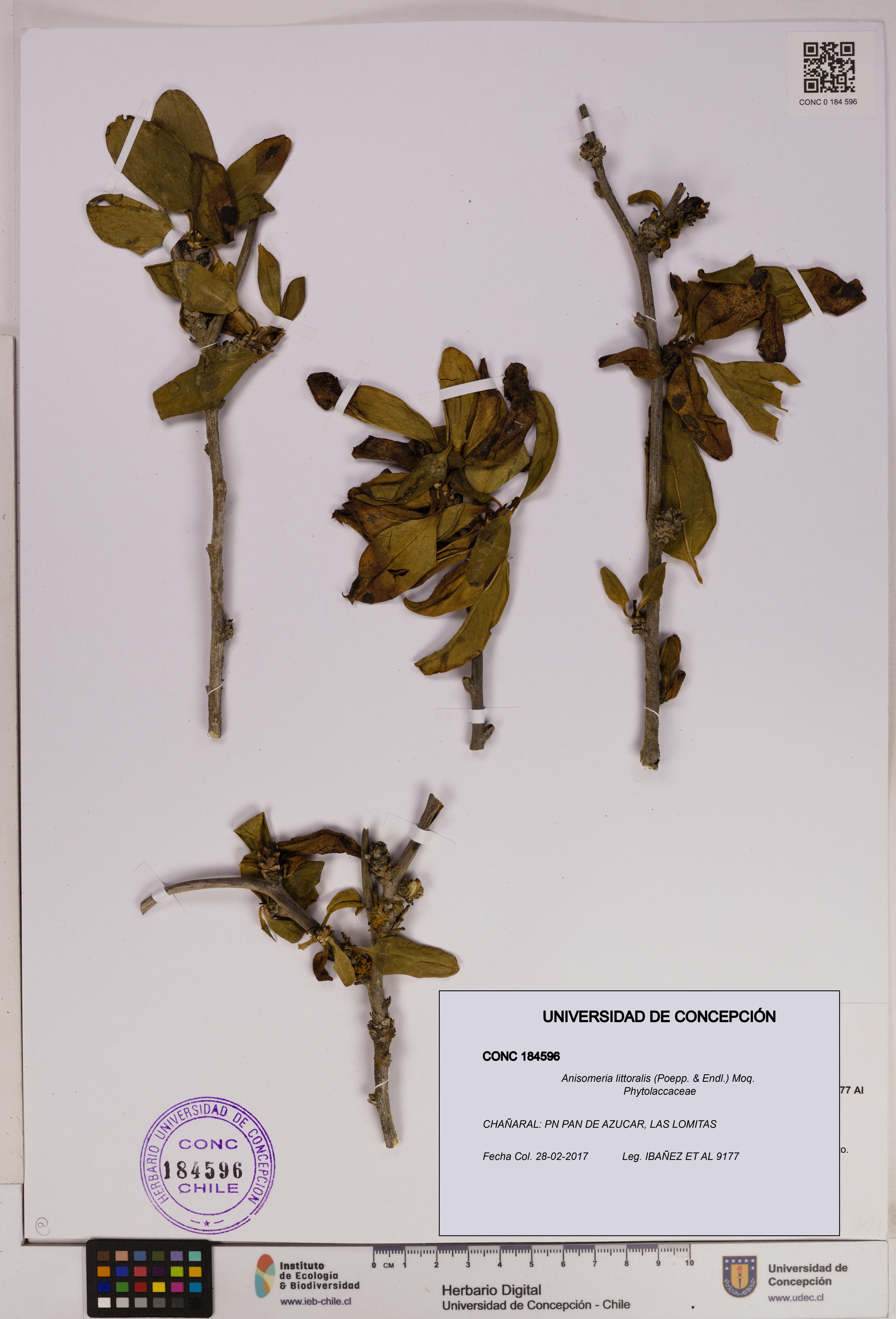Anisomeria littoralis [Espécimen: UDEC:CONC:0184596]