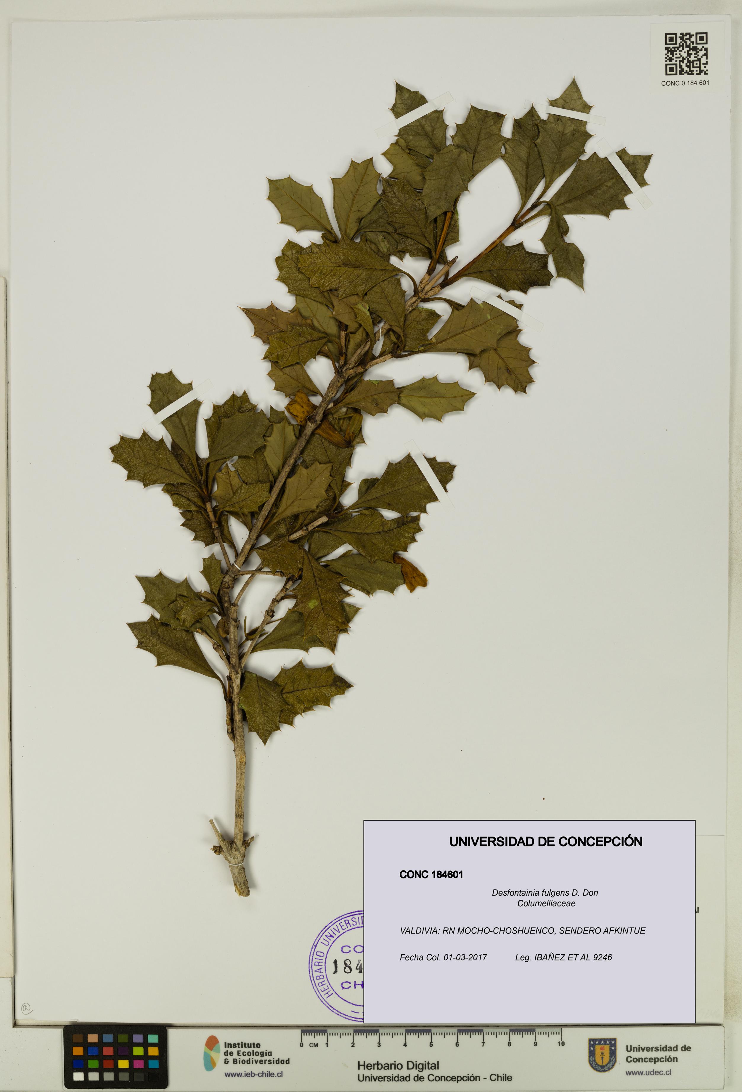 Desfontainia fulgens [Espécimen: UDEC:CONC:0184601]