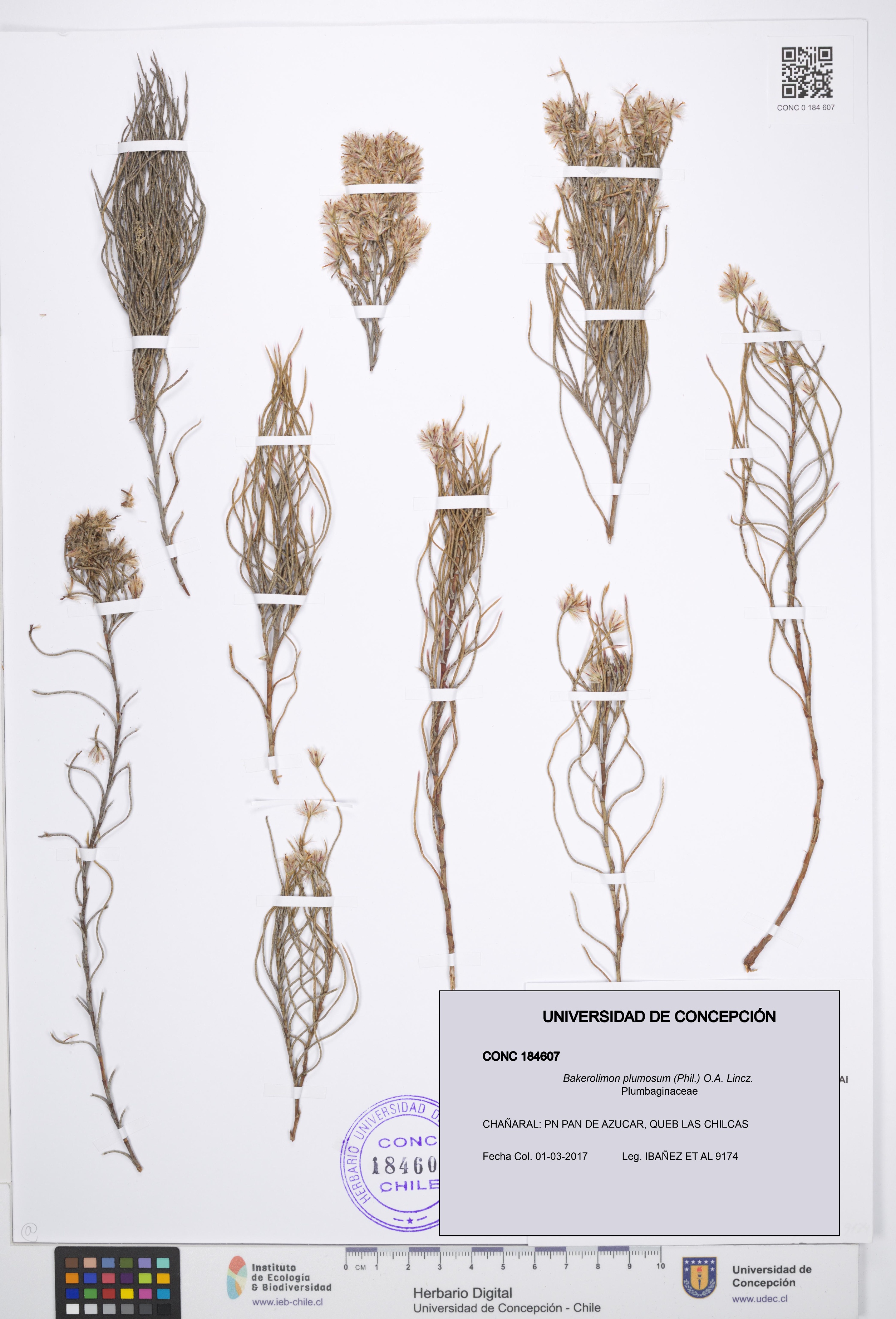 Bakerolimon plumosum [Espécimen: UDEC:CONC:0184607]