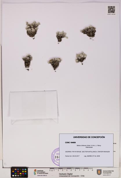 Belloa chilensis [Espécimen: UDEC:CONC:0184609]