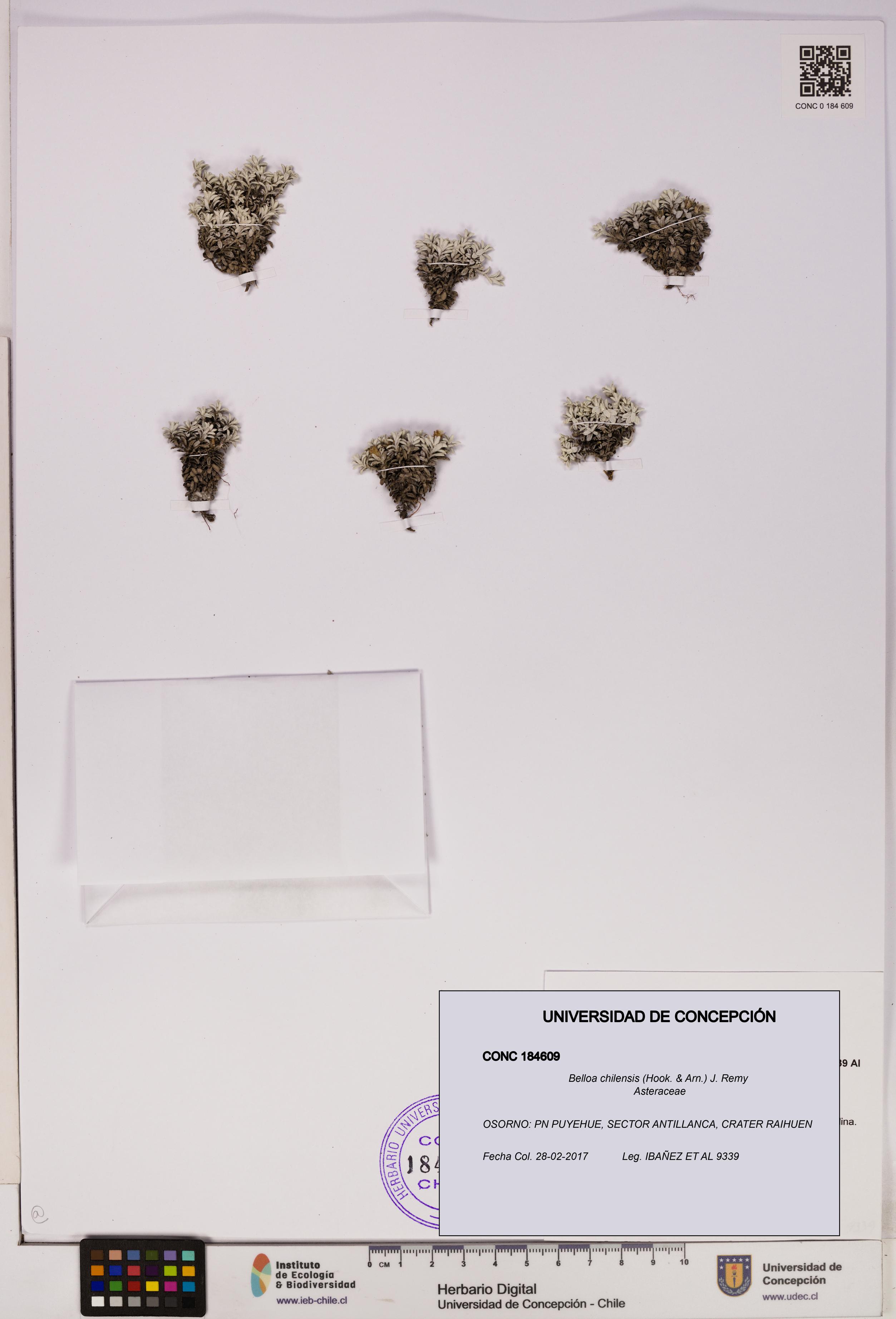 Belloa chilensis [Espécimen: UDEC:CONC:0184609]