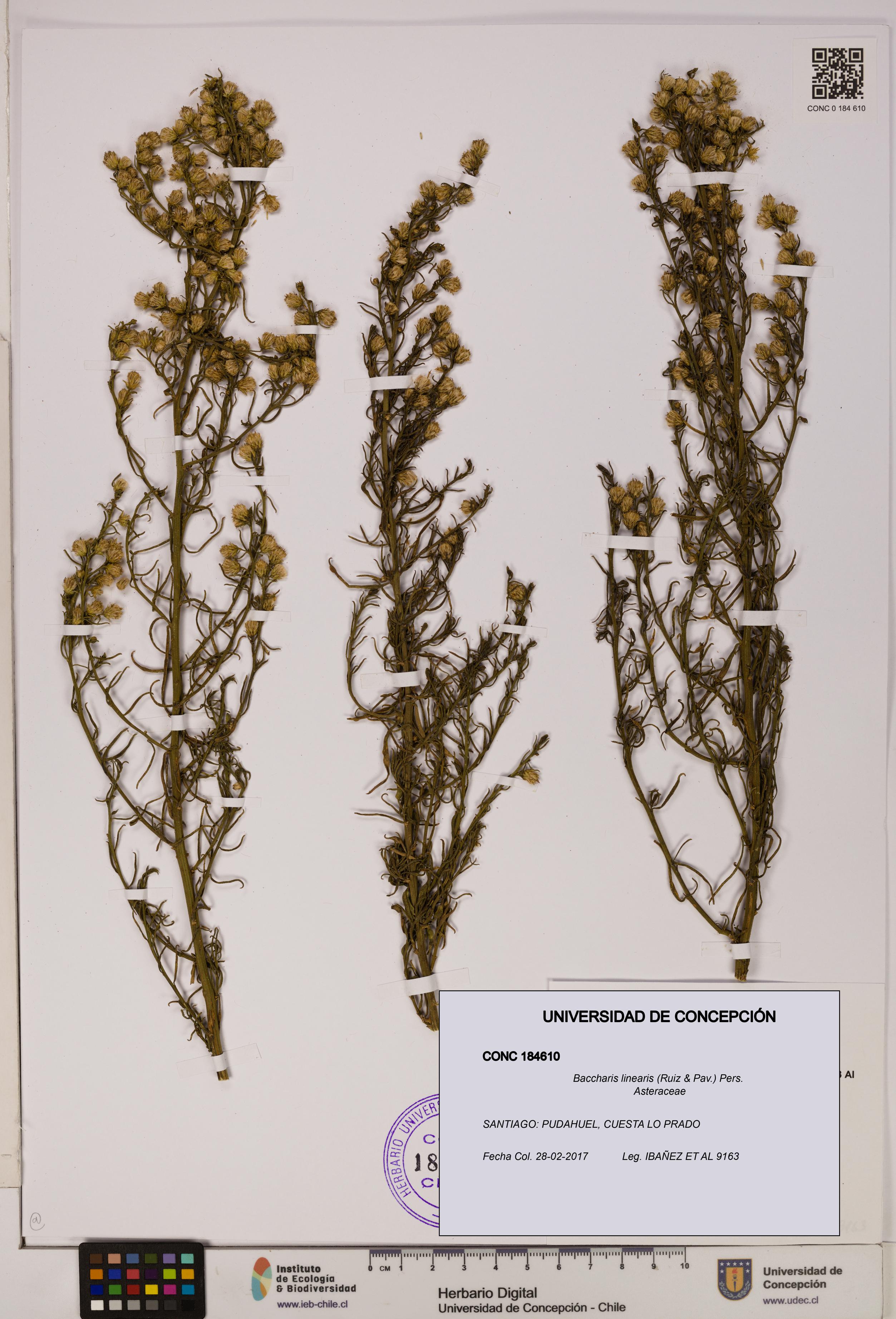 Baccharis linearis [Espécimen: UDEC:CONC:0184610]