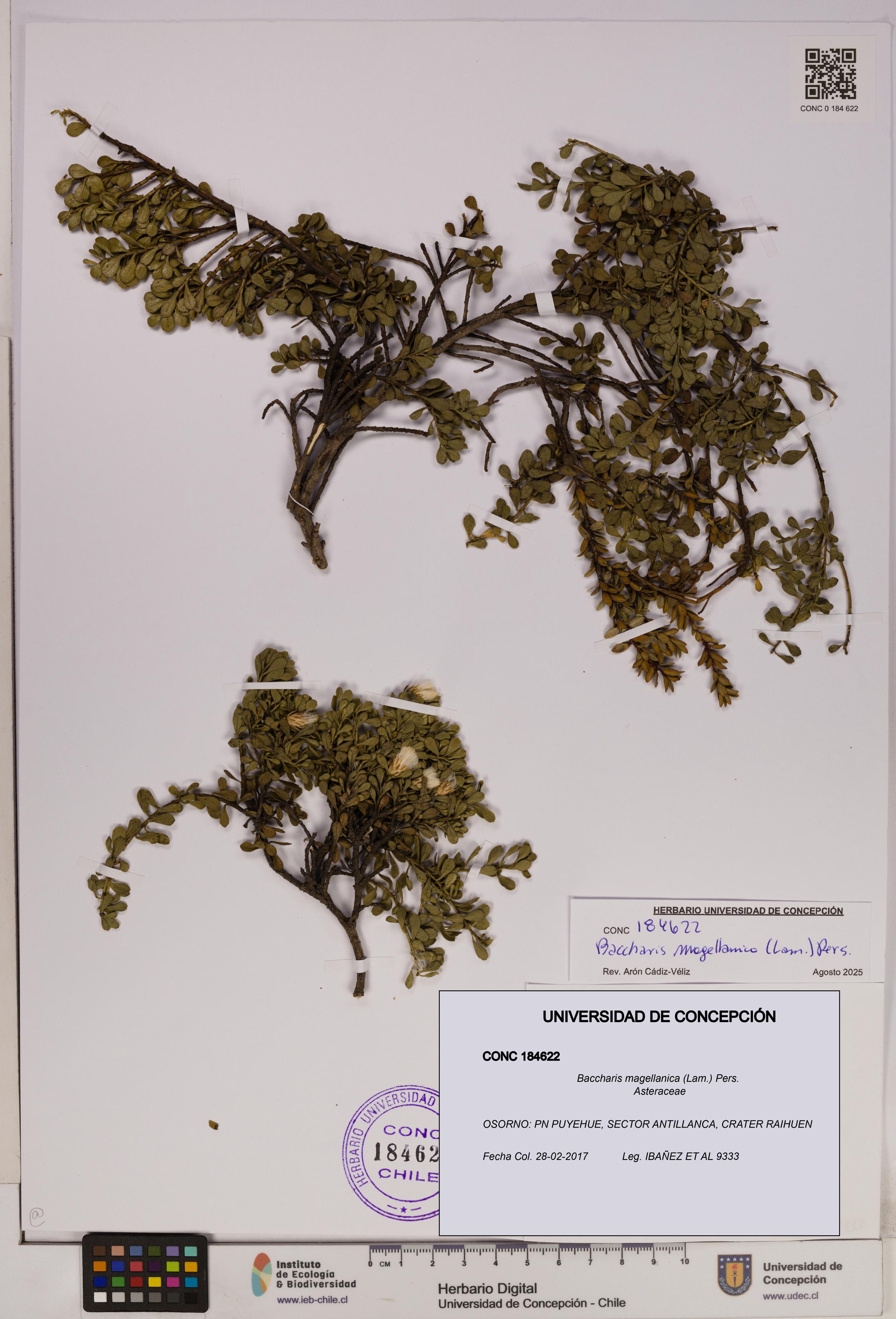 Baccharis magellanica [Espécimen: UDEC:CONC:0184622]