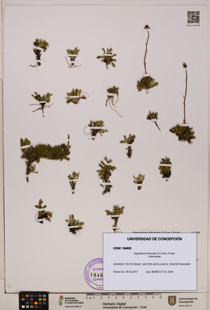 Haplosticha trifurcata [Espécimen: UDEC:CONC:0184625]