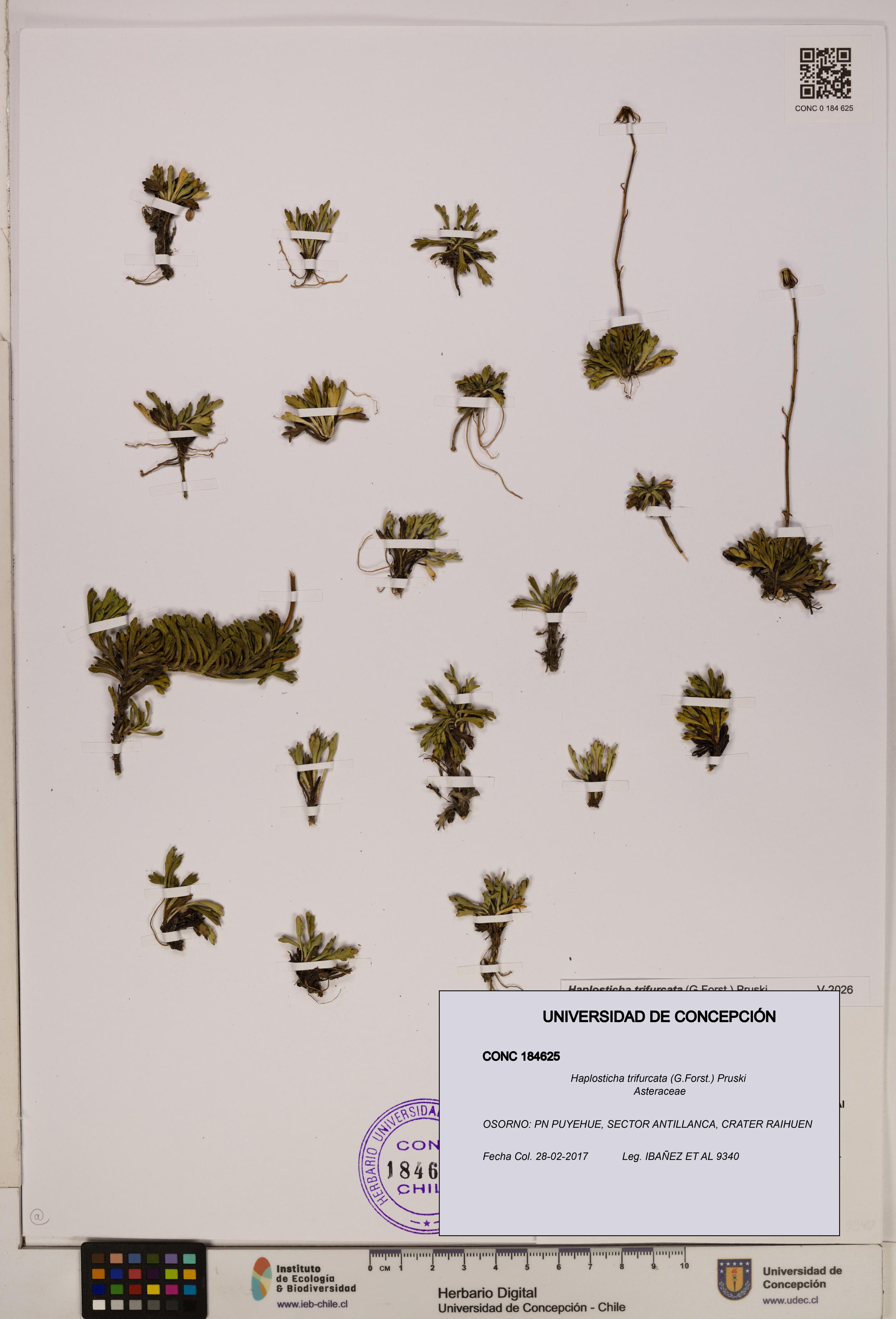 Haplosticha trifurcata [Espécimen: UDEC:CONC:0184625]