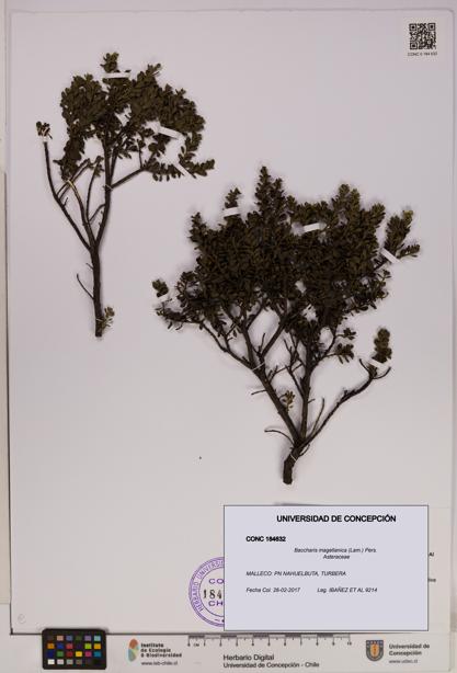 Baccharis magellanica [Espécimen: UDEC:CONC:0184632]