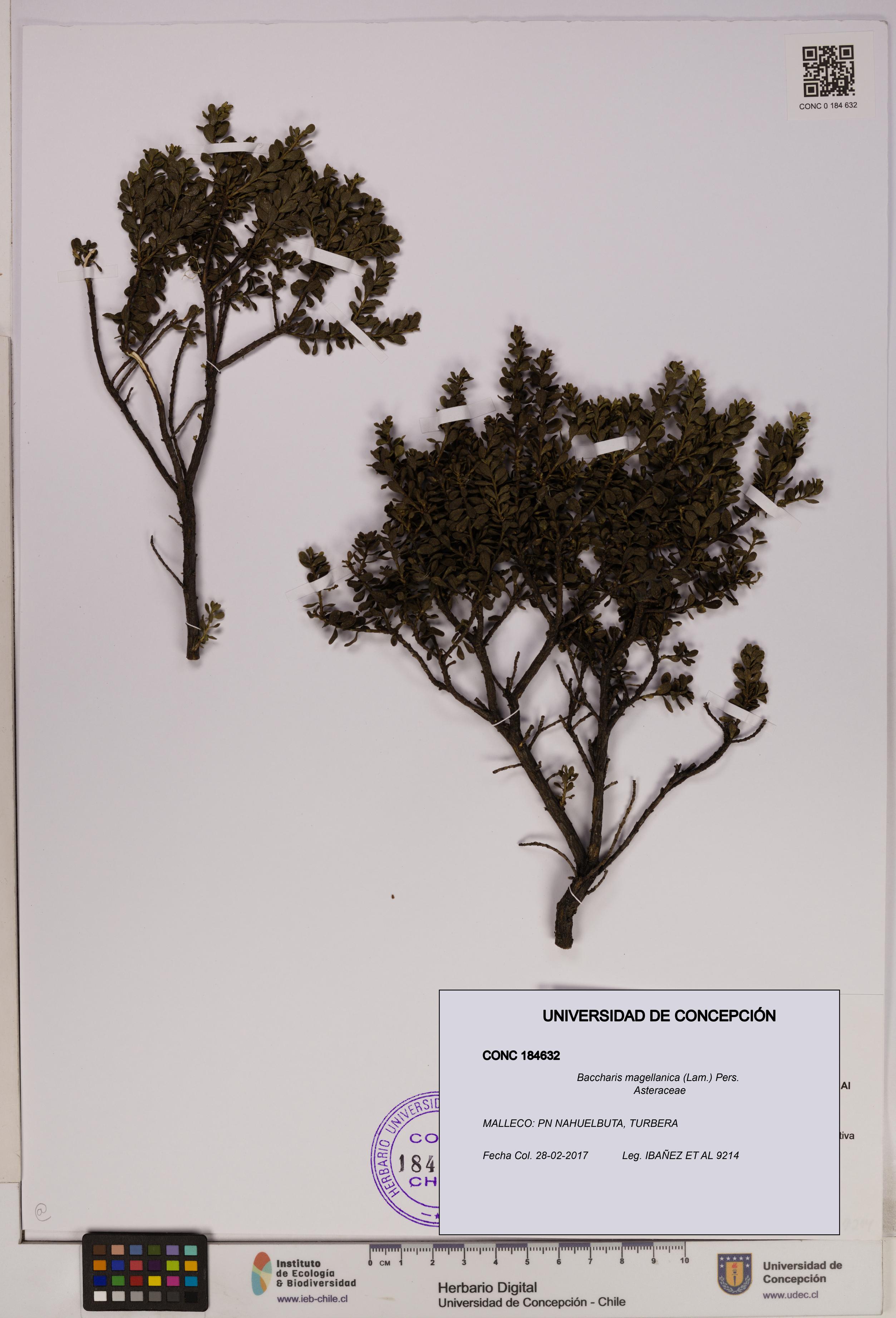 Baccharis magellanica [Espécimen: UDEC:CONC:0184632]