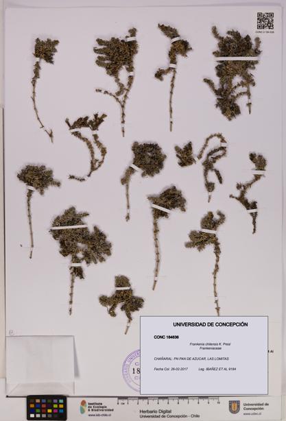 Frankenia chilensis [Espécimen: UDEC:CONC:0184636]