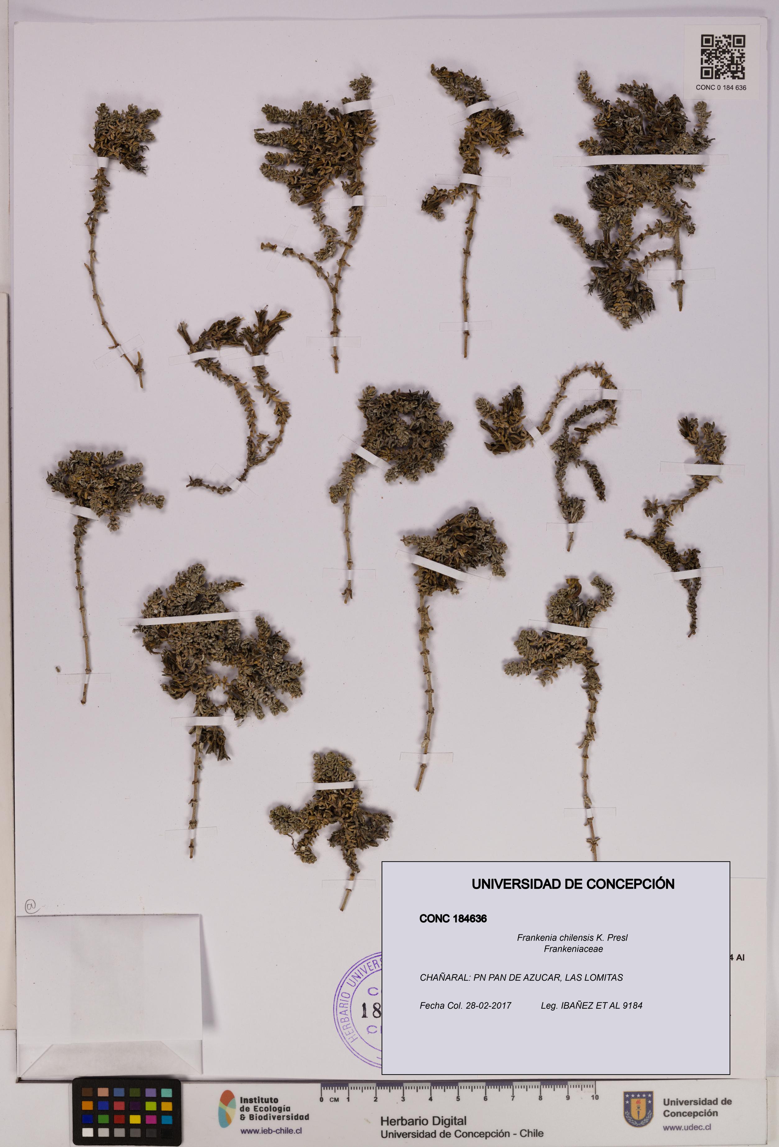Frankenia chilensis [Espécimen: UDEC:CONC:0184636]