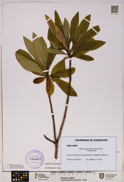 Ovidia andina [Espécimen: UDEC:CONC:0184637]