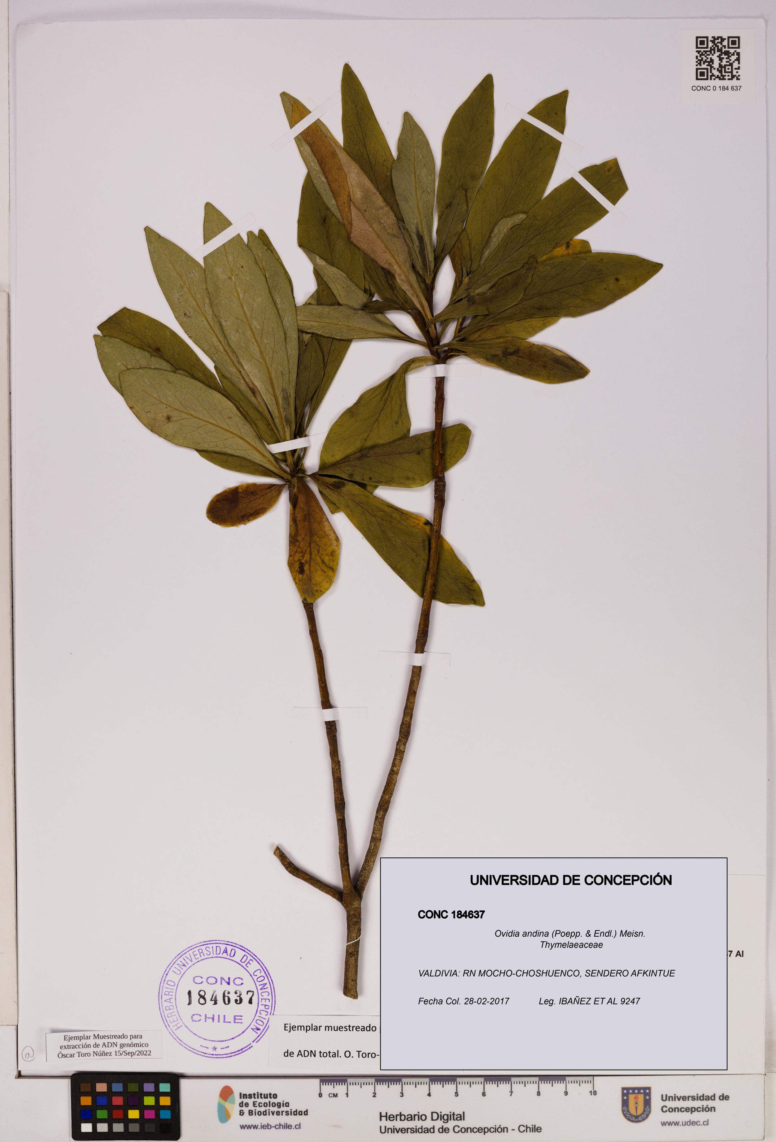 Ovidia andina [Espécimen: UDEC:CONC:0184637]