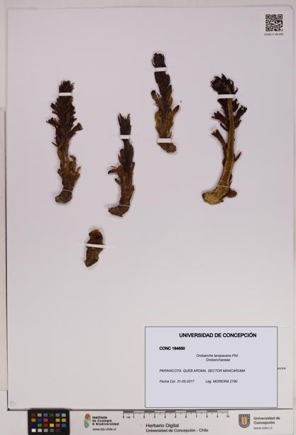 Orobanche tarapacana [Espécimen: UDEC:CONC:0184650]