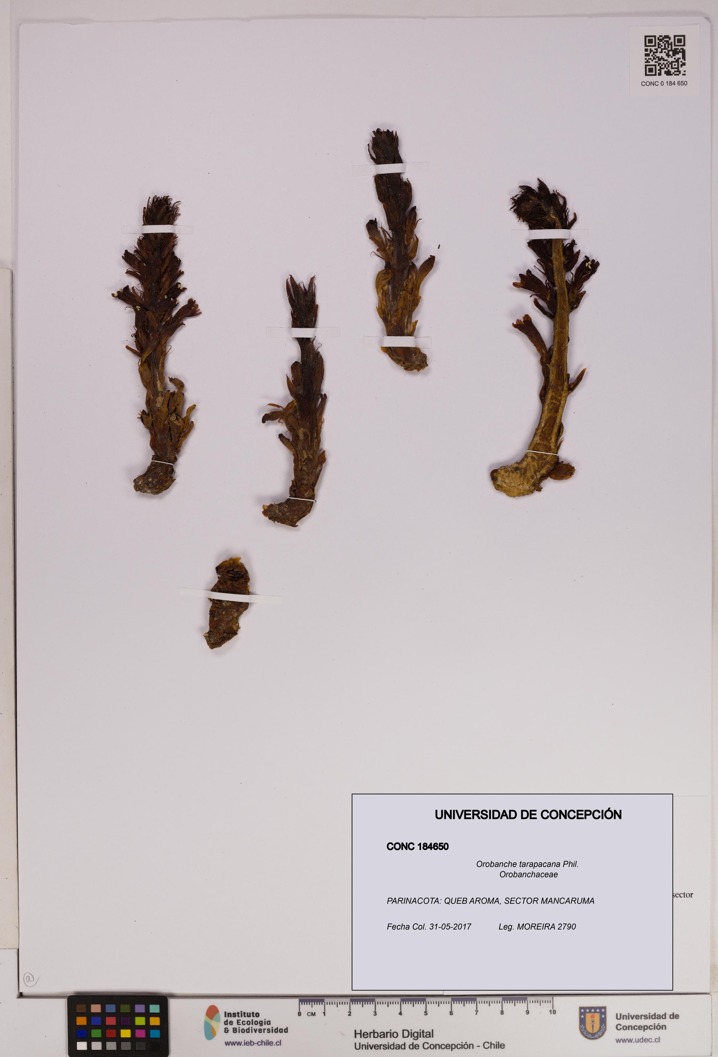 Orobanche tarapacana [Espécimen: UDEC:CONC:0184650]