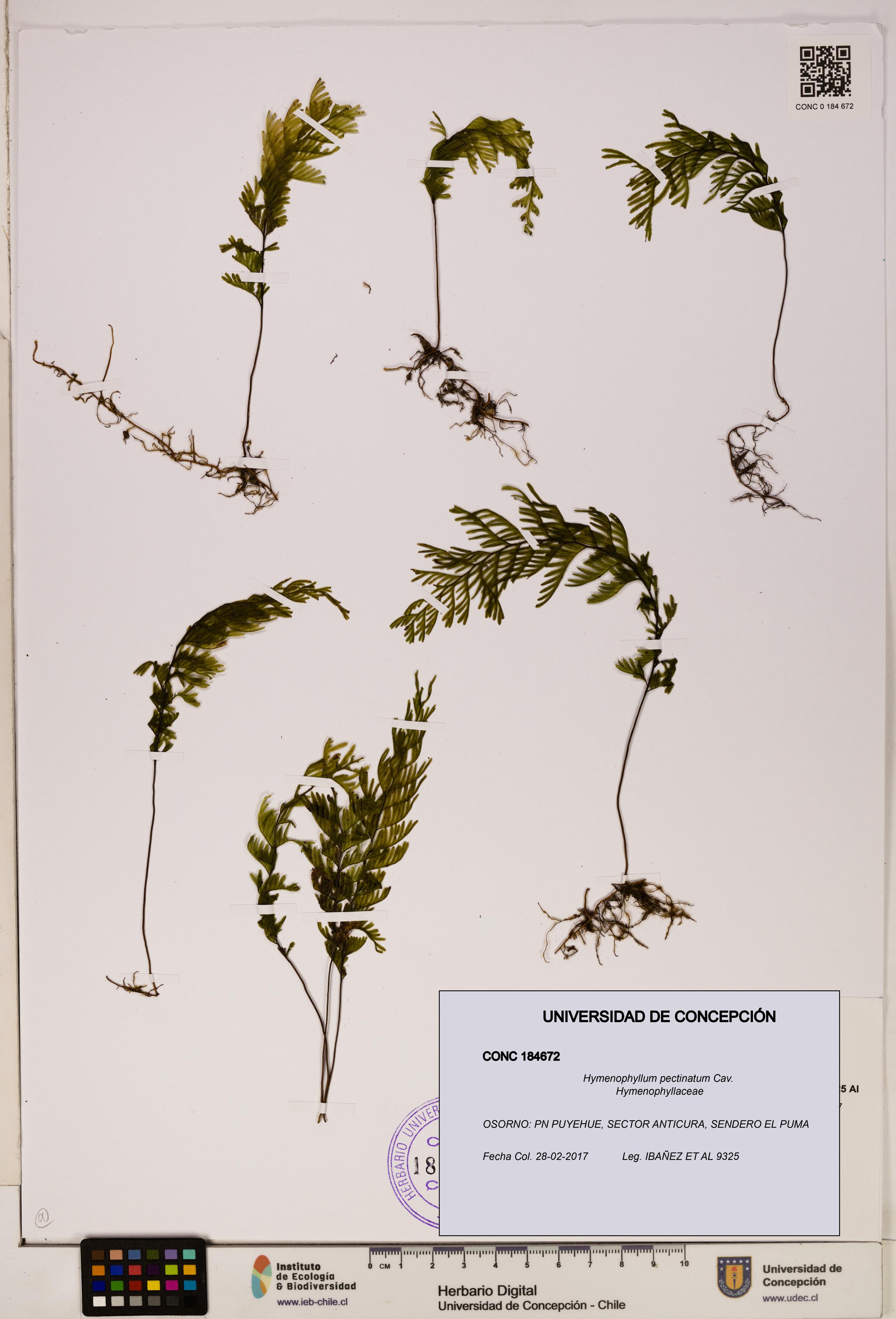 Hymenophyllum pectinatum [Espécimen: ]