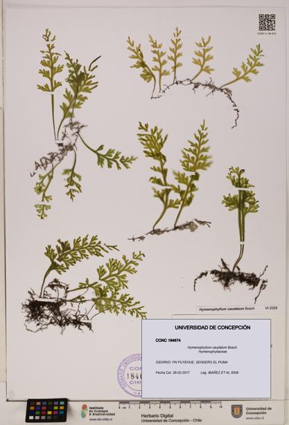 Hymenophyllum caudatum [Espécimen: UDEC:CONC:0184674]