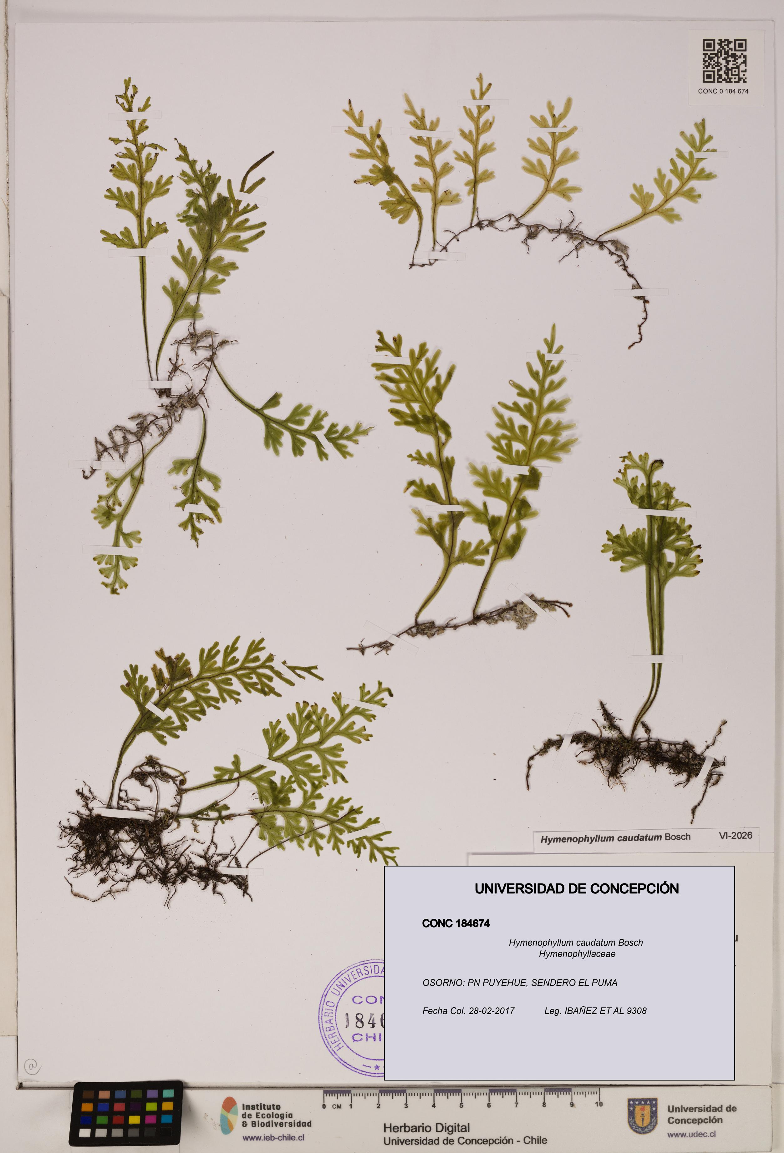 Hymenophyllum caudatum [Espécimen: UDEC:CONC:0184674]