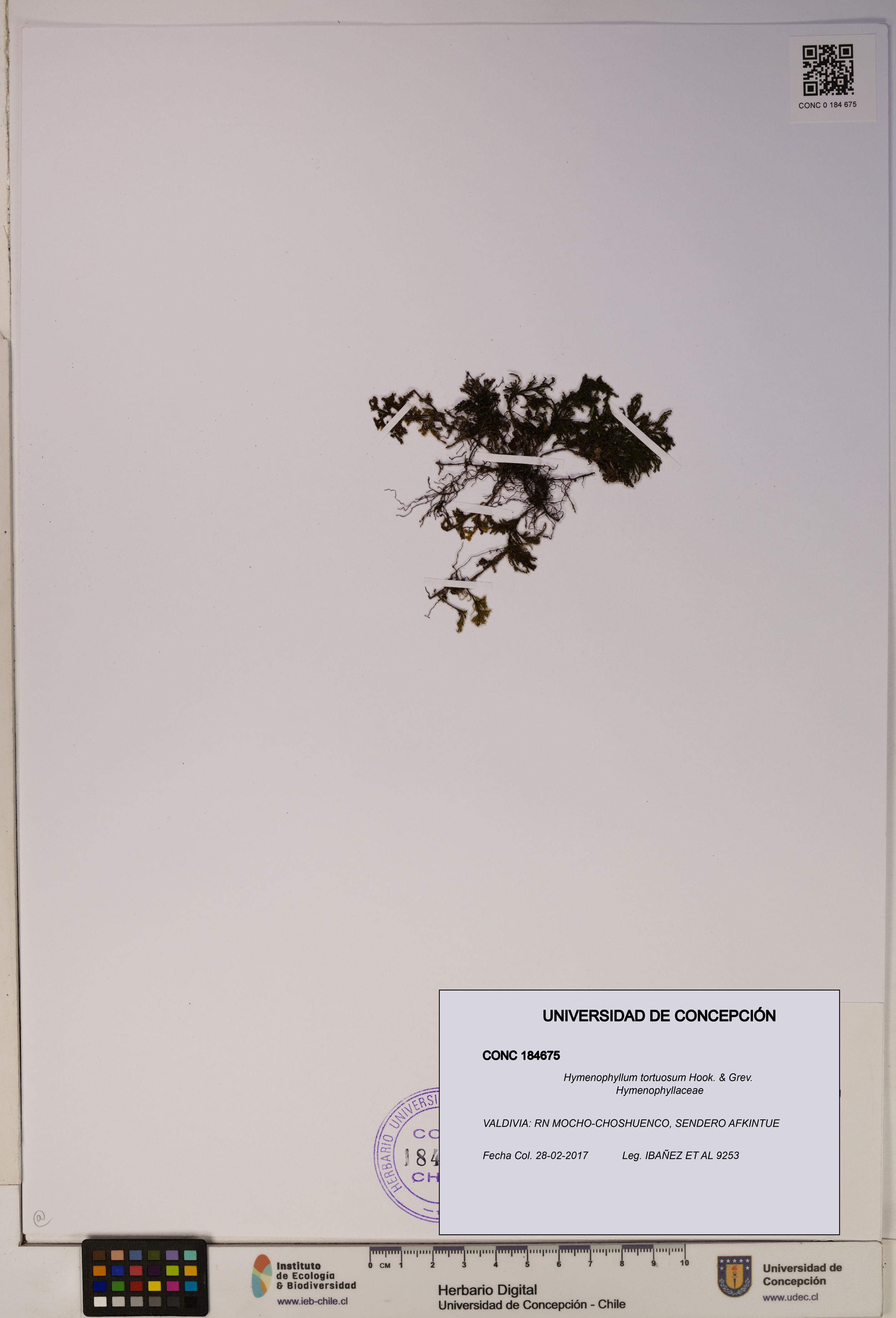Hymenophyllum tortuosum [Espécimen: ]