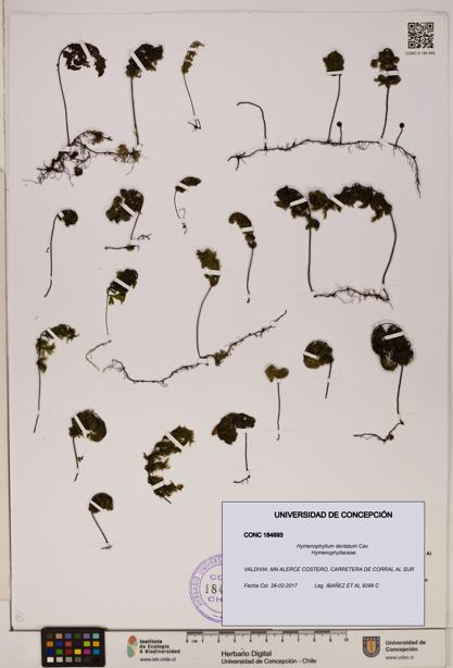 Hymenophyllum dentatum [Espécimen: UDEC:CONC:0184693]