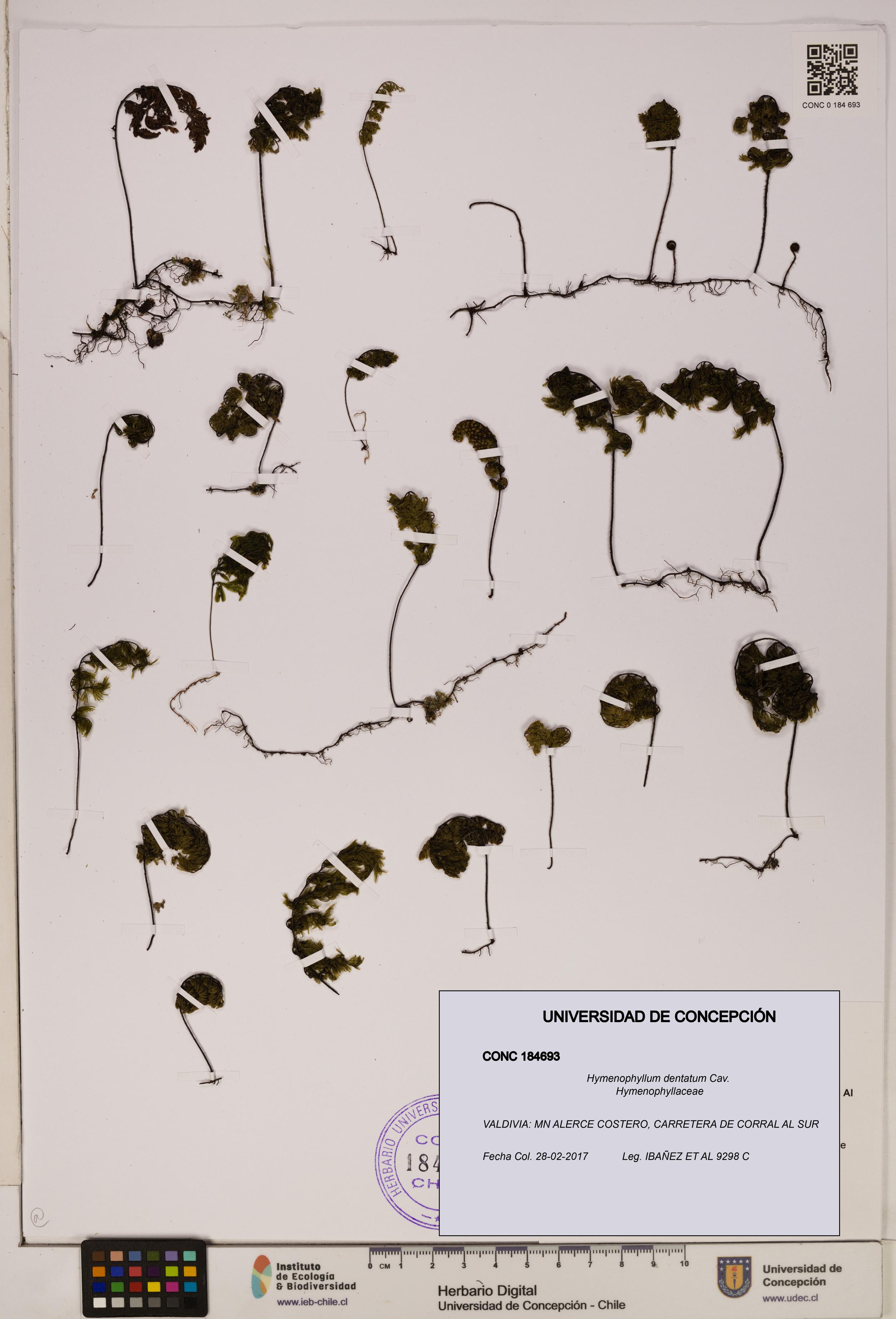 Hymenophyllum dentatum [Espécimen: UDEC:CONC:0184693]