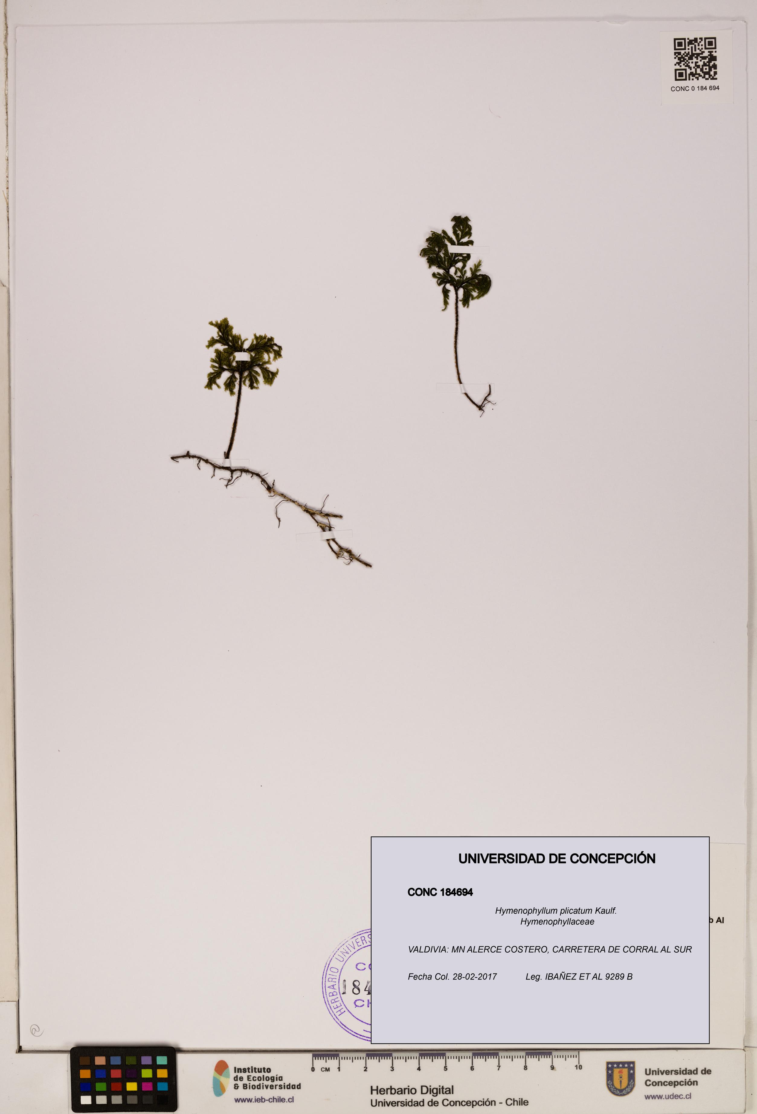 Hymenophyllum plicatum [Espécimen: ]