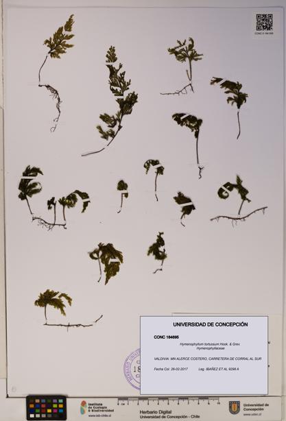 Hymenophyllum tortuosum [Espécimen: ]