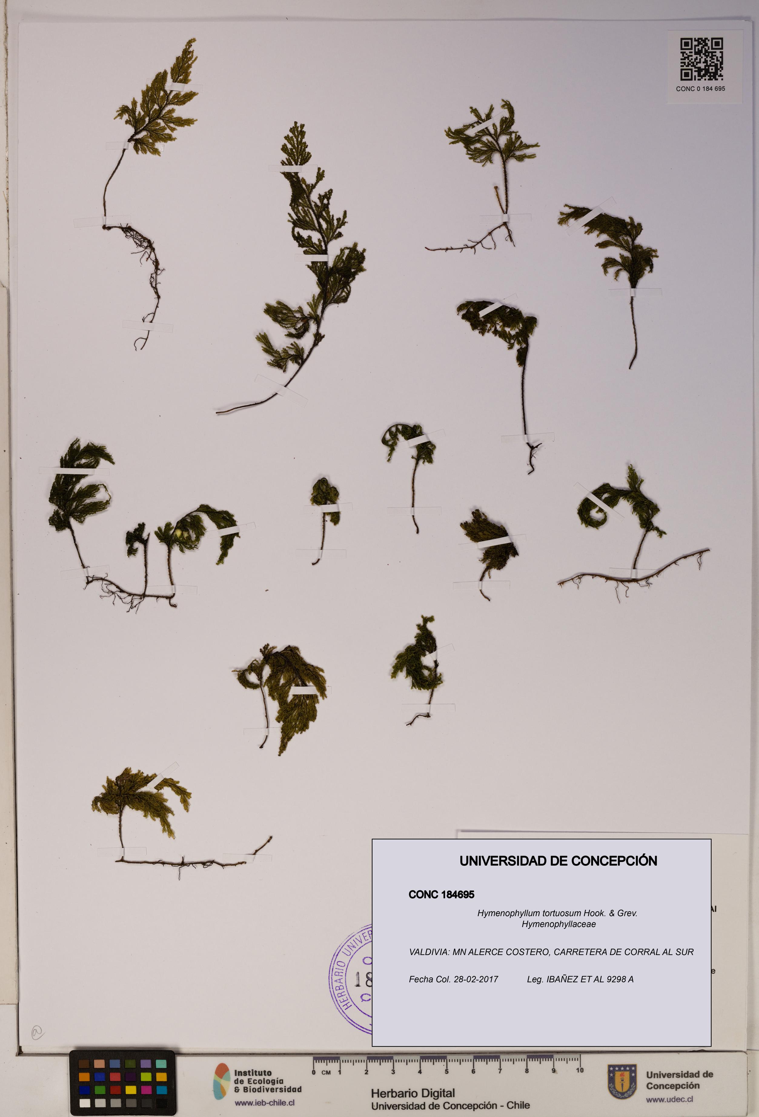 Hymenophyllum tortuosum [Espécimen: ]
