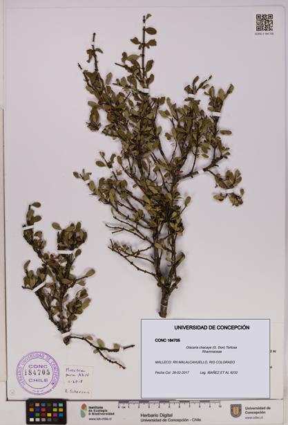 Discaria chacaye [Espécimen: UDEC:CONC:0184705]