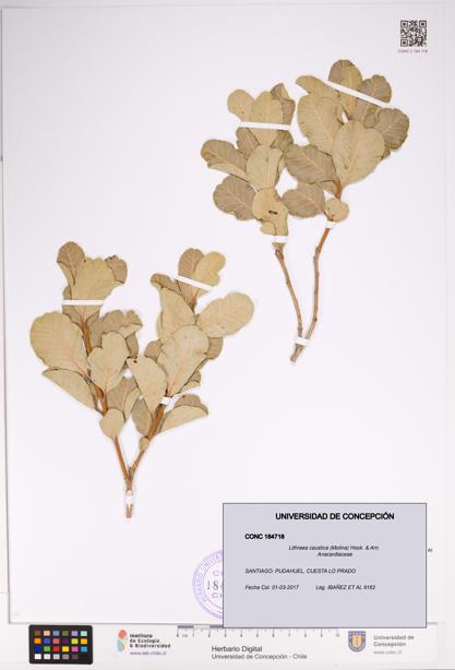 Lithraea caustica [Espécimen: UDEC:CONC:0184718]