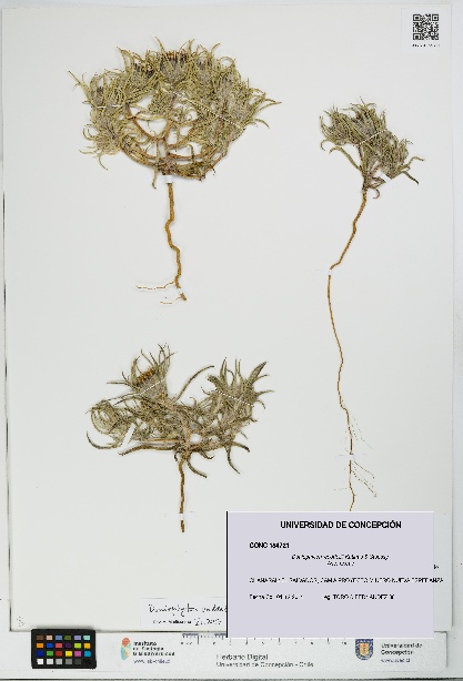 Doniophyton weddellii [Espécimen: UDEC:CONC:0184721]