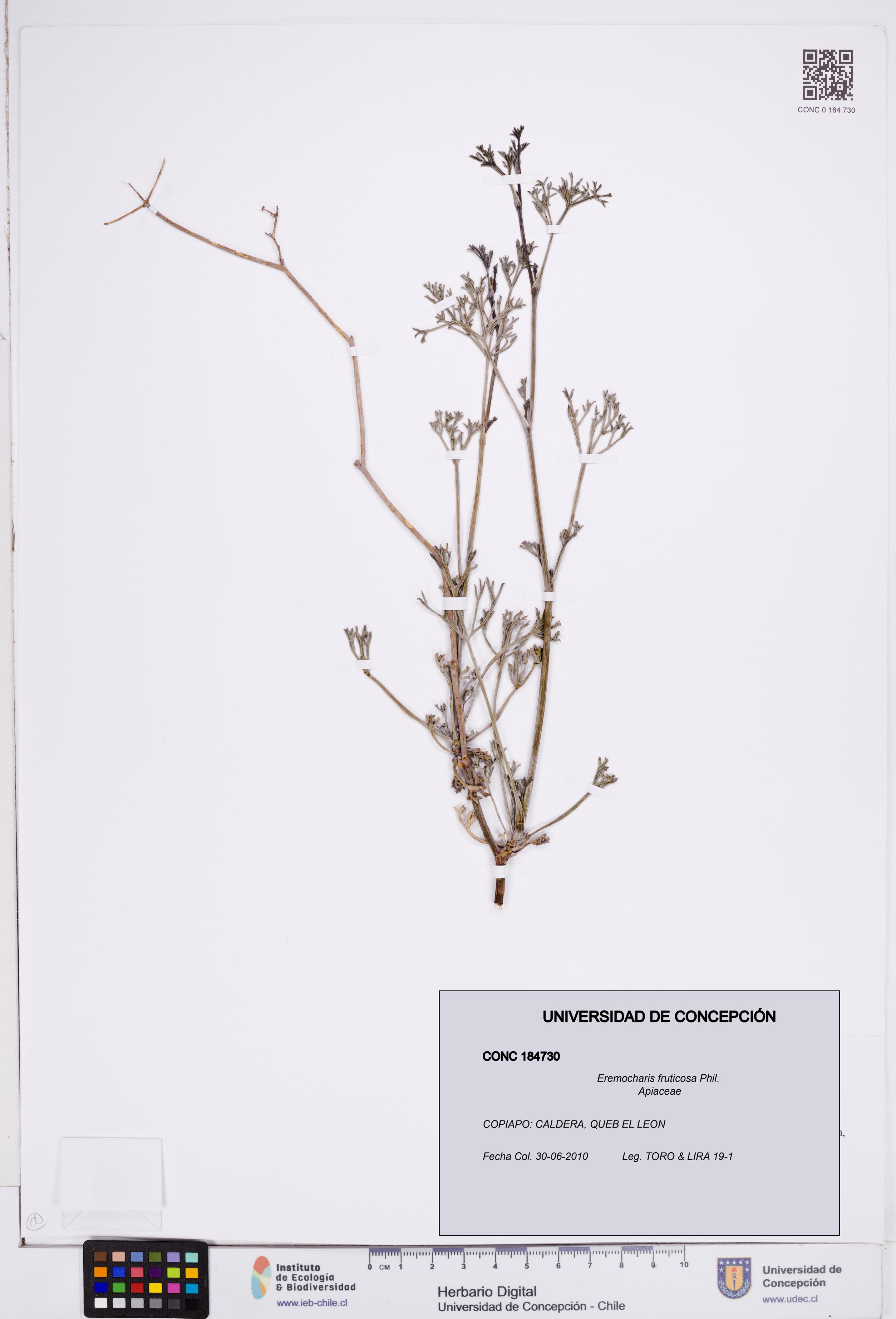 Eremocharis fruticosa [Espécimen: ]