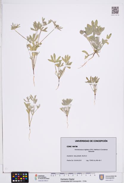 Homalocarpus digitatus [Espécimen: ]