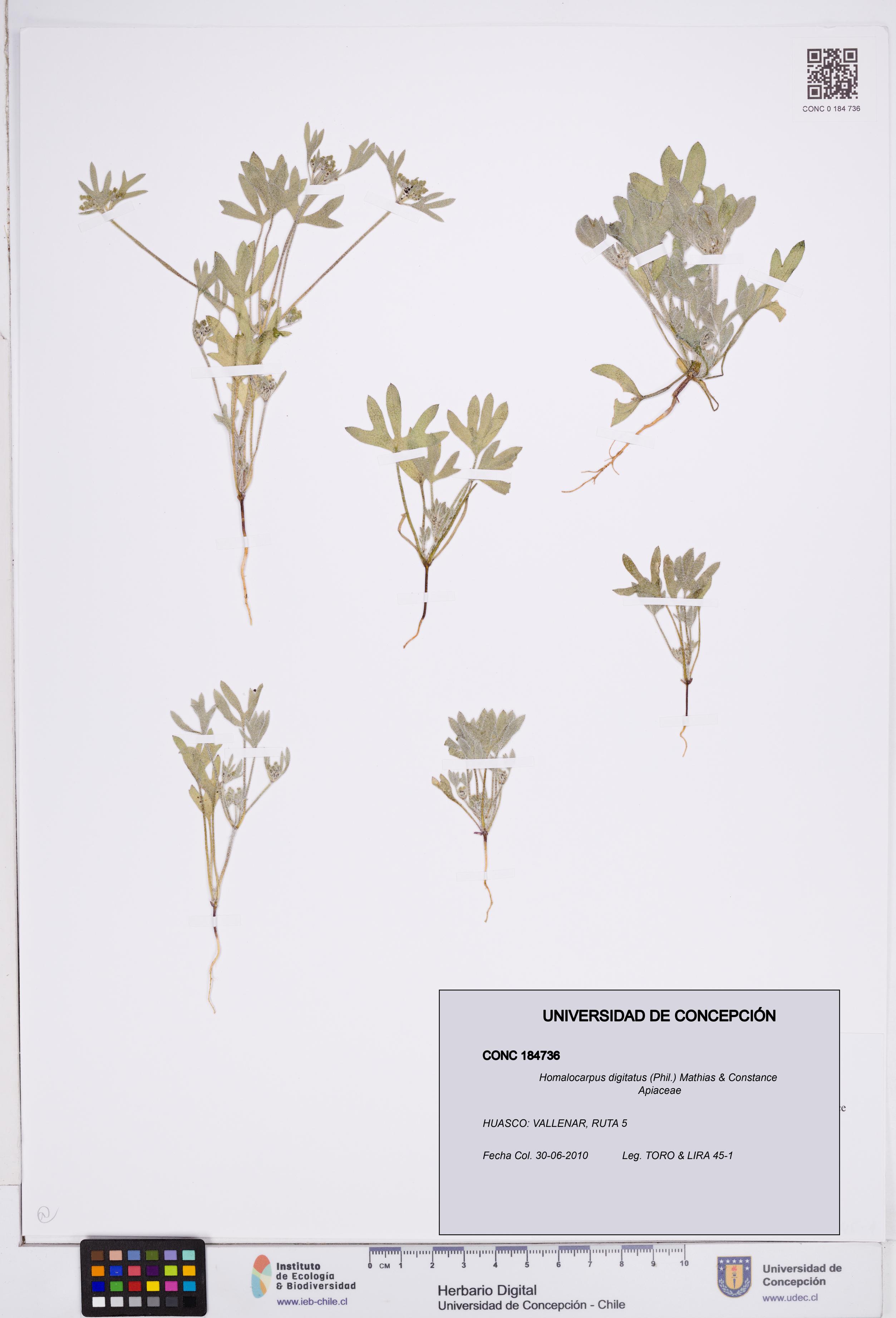Homalocarpus digitatus [Espécimen: ]