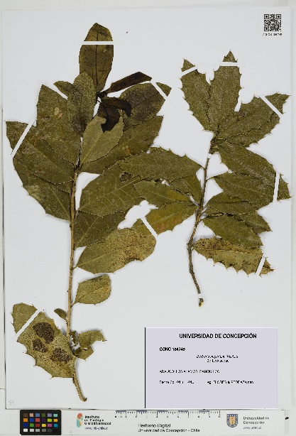 Berberis negeriana [Espécimen: UDEC:CONC:0184749]