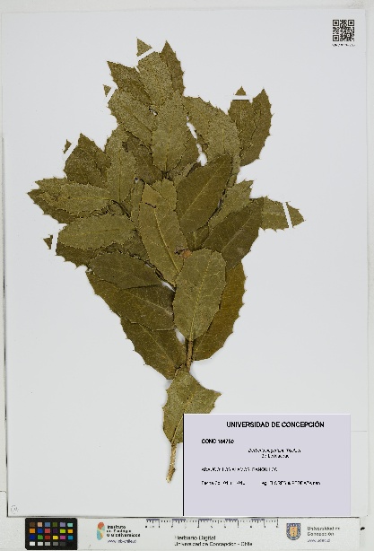 Berberis negeriana [Espécimen: UDEC:CONC:0184750]