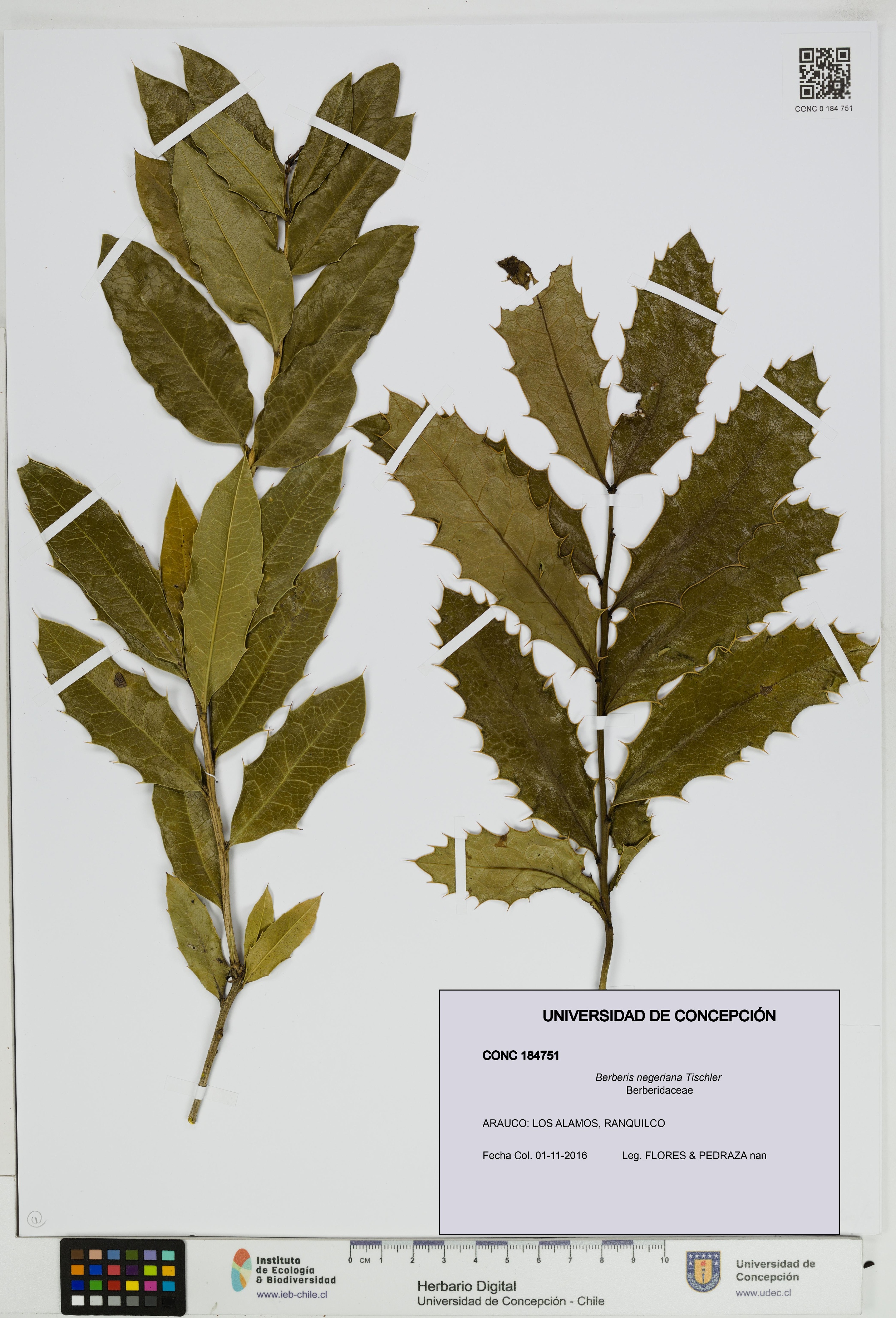 Berberis negeriana [Espécimen: UDEC:CONC:0184751]