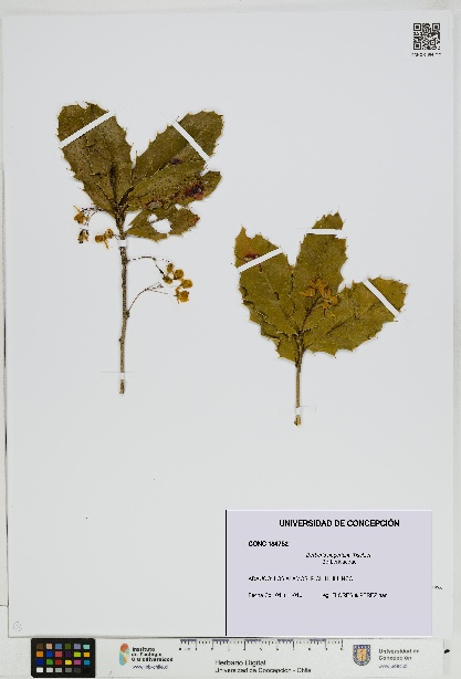 Berberis negeriana [Espécimen: UDEC:CONC:0184752]