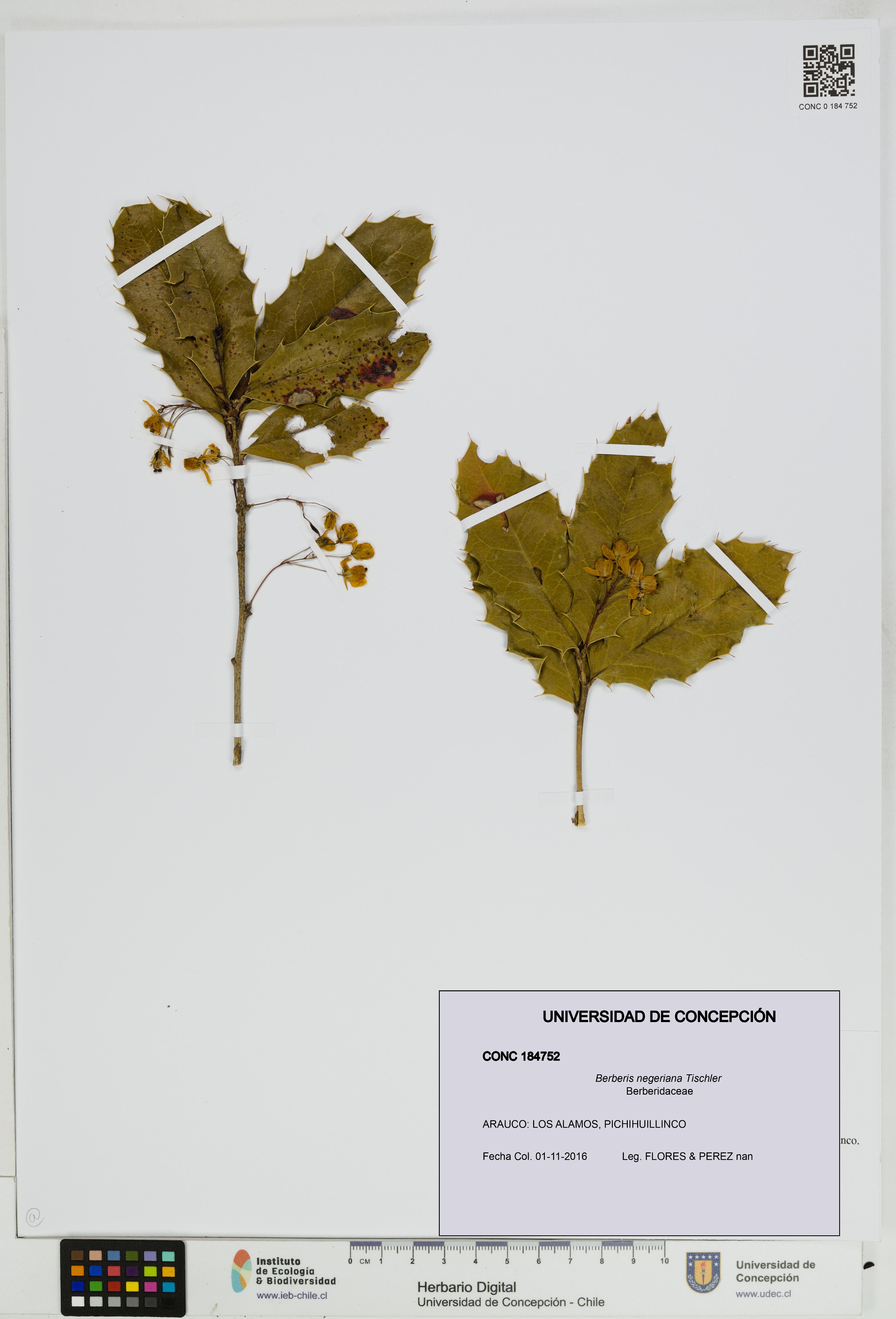Berberis negeriana [Espécimen: UDEC:CONC:0184752]