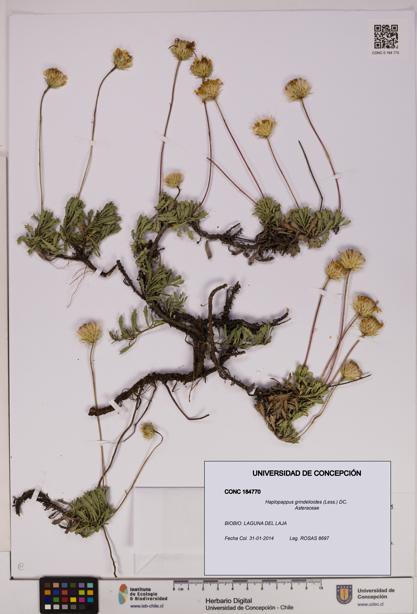 Haplopappus grindelioides [Espécimen: UDEC:CONC:0184770]