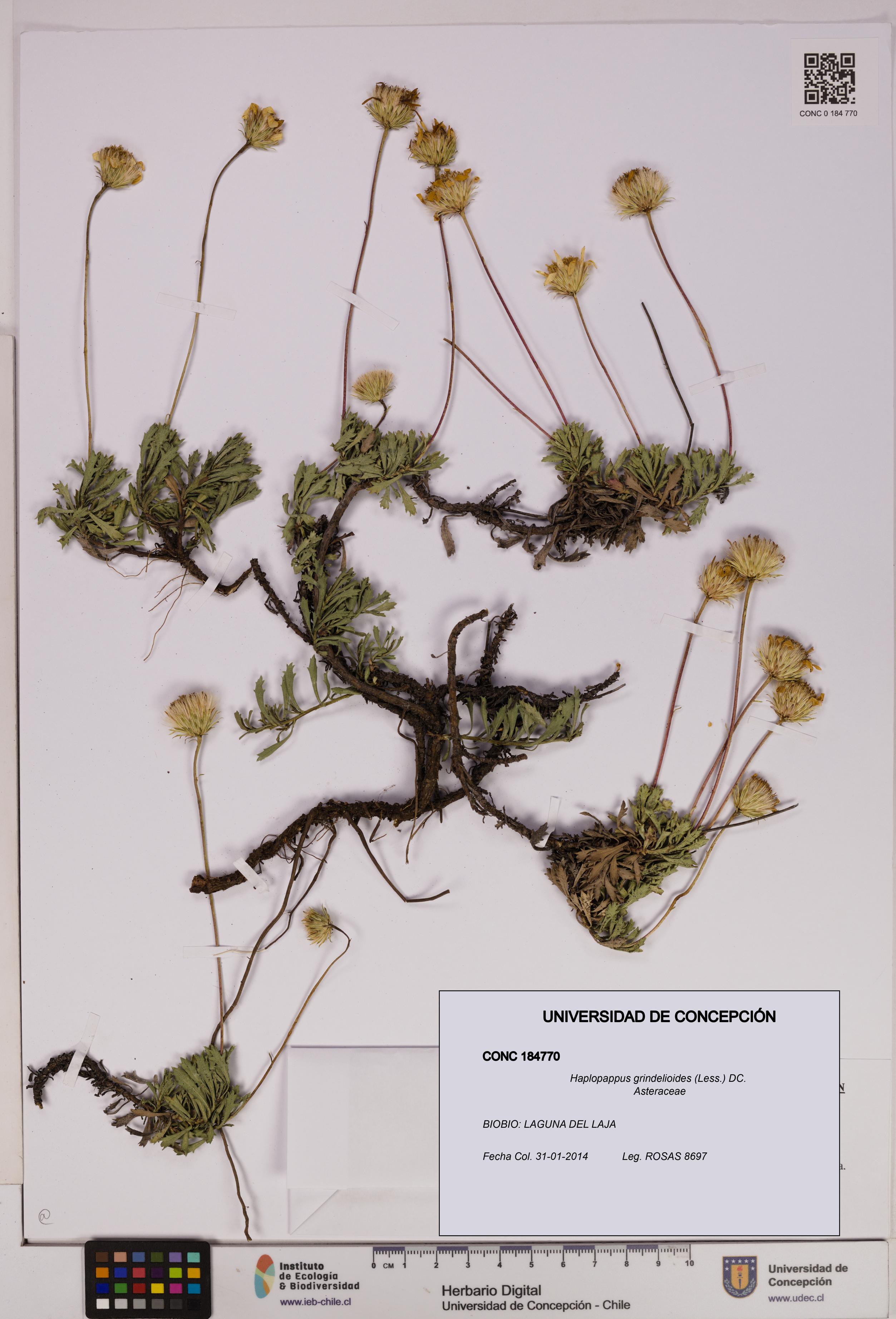 Haplopappus grindelioides [Espécimen: UDEC:CONC:0184770]