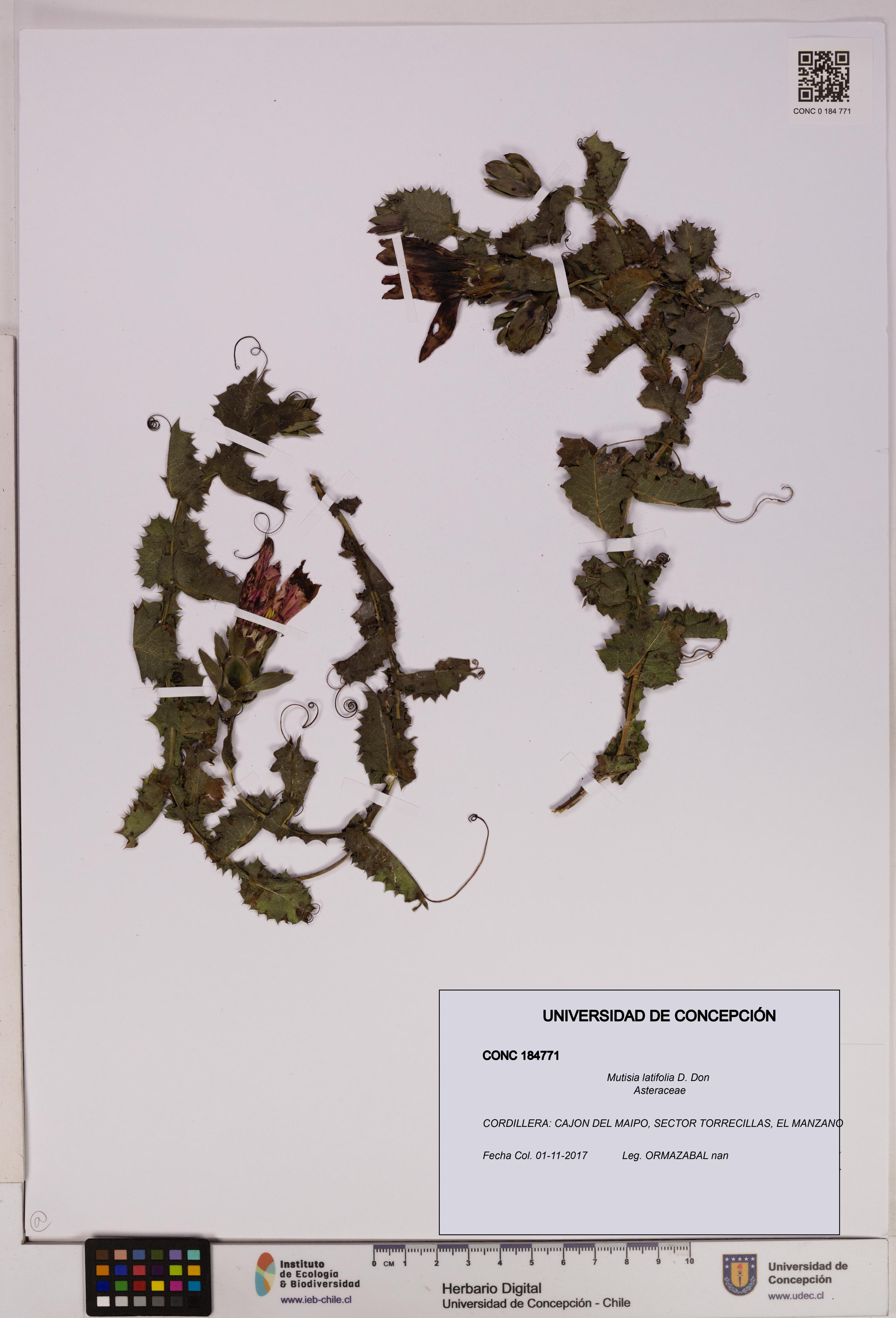 Mutisia latifolia [Espécimen: UDEC:CONC:0184771]
