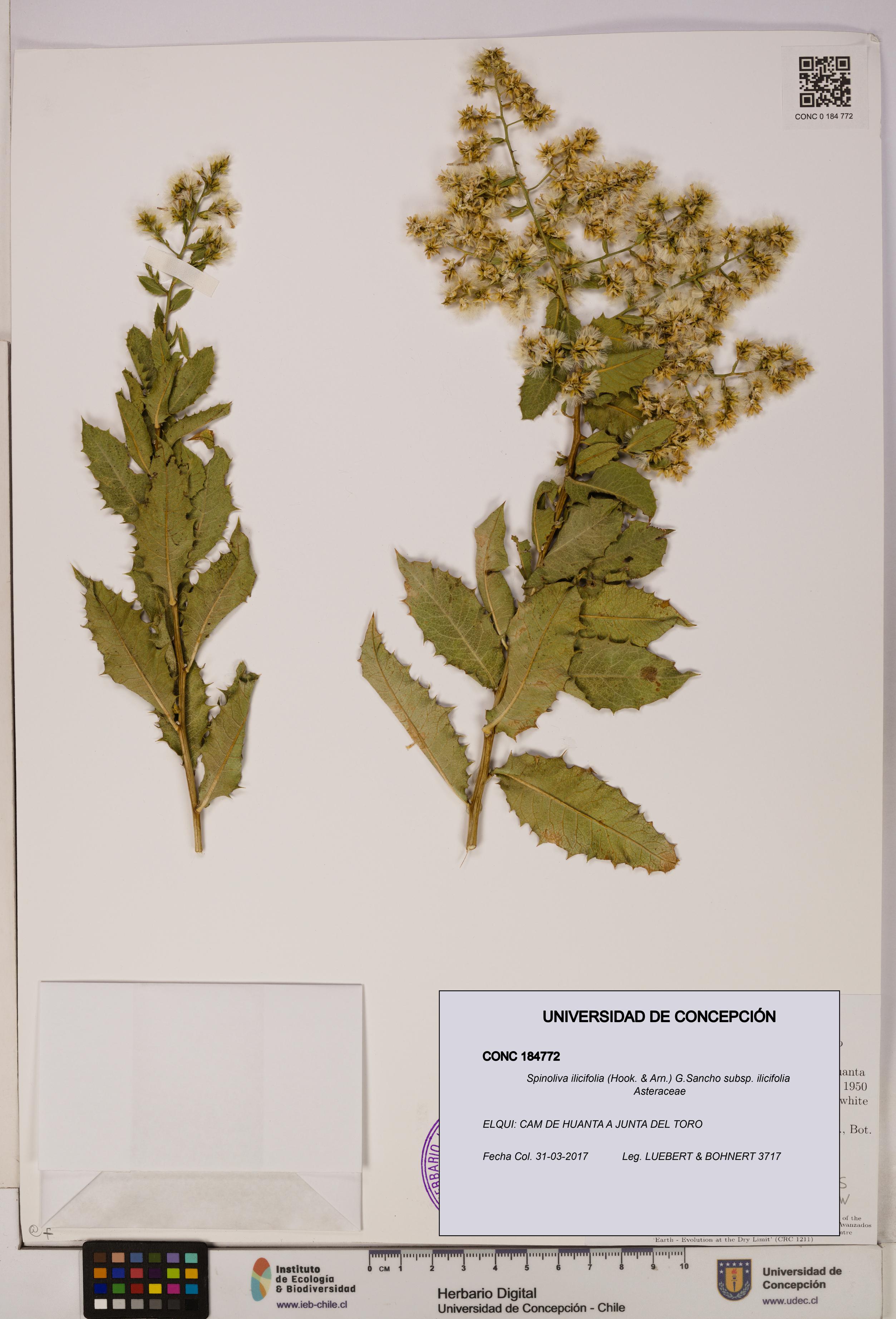 Spinoliva ilicifolia subsp. ilicifolia [Espécimen: UDEC:CONC:0184772]