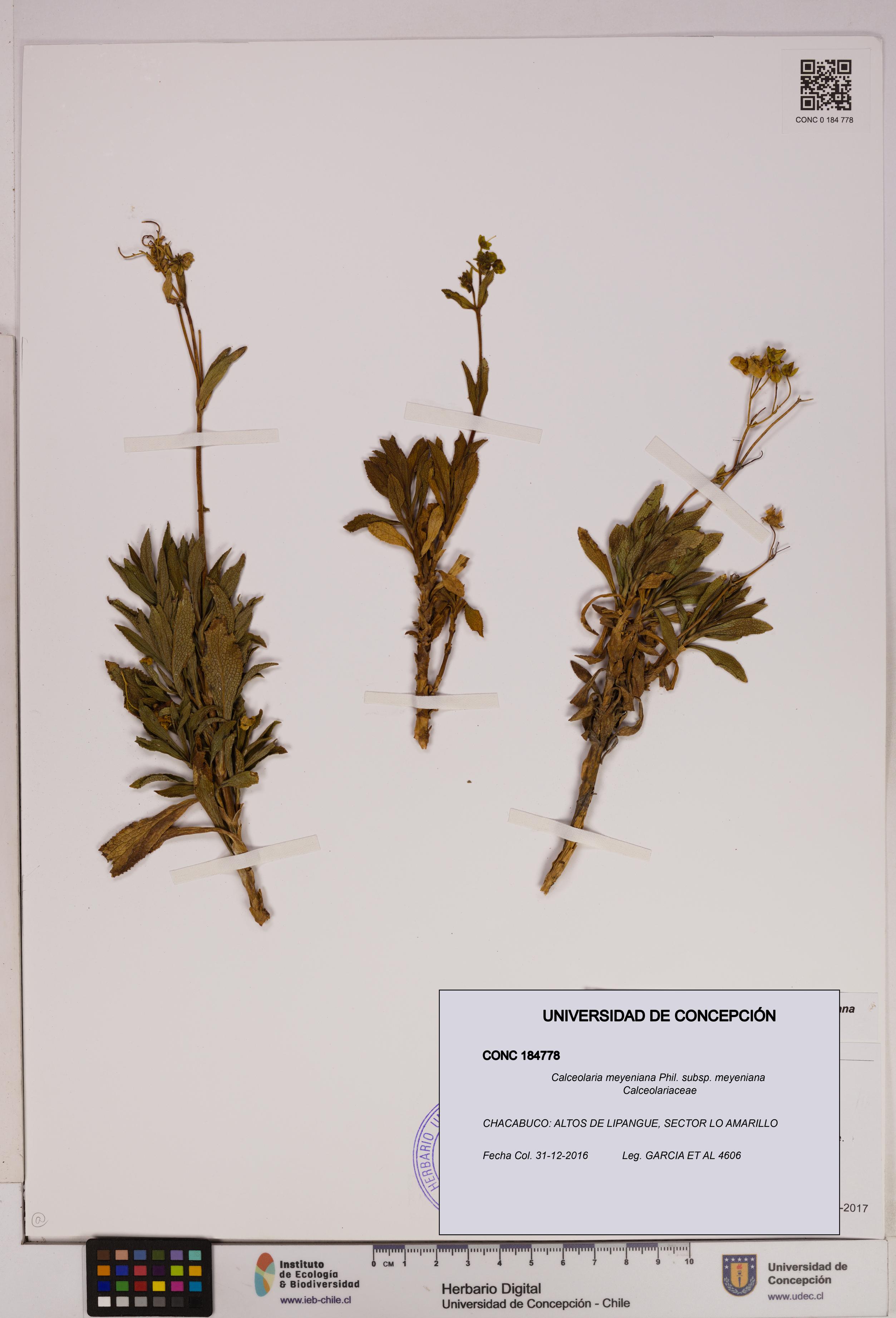 Calceolaria meyeniana subsp. meyeniana [Espécimen: UDEC:CONC:0184778]