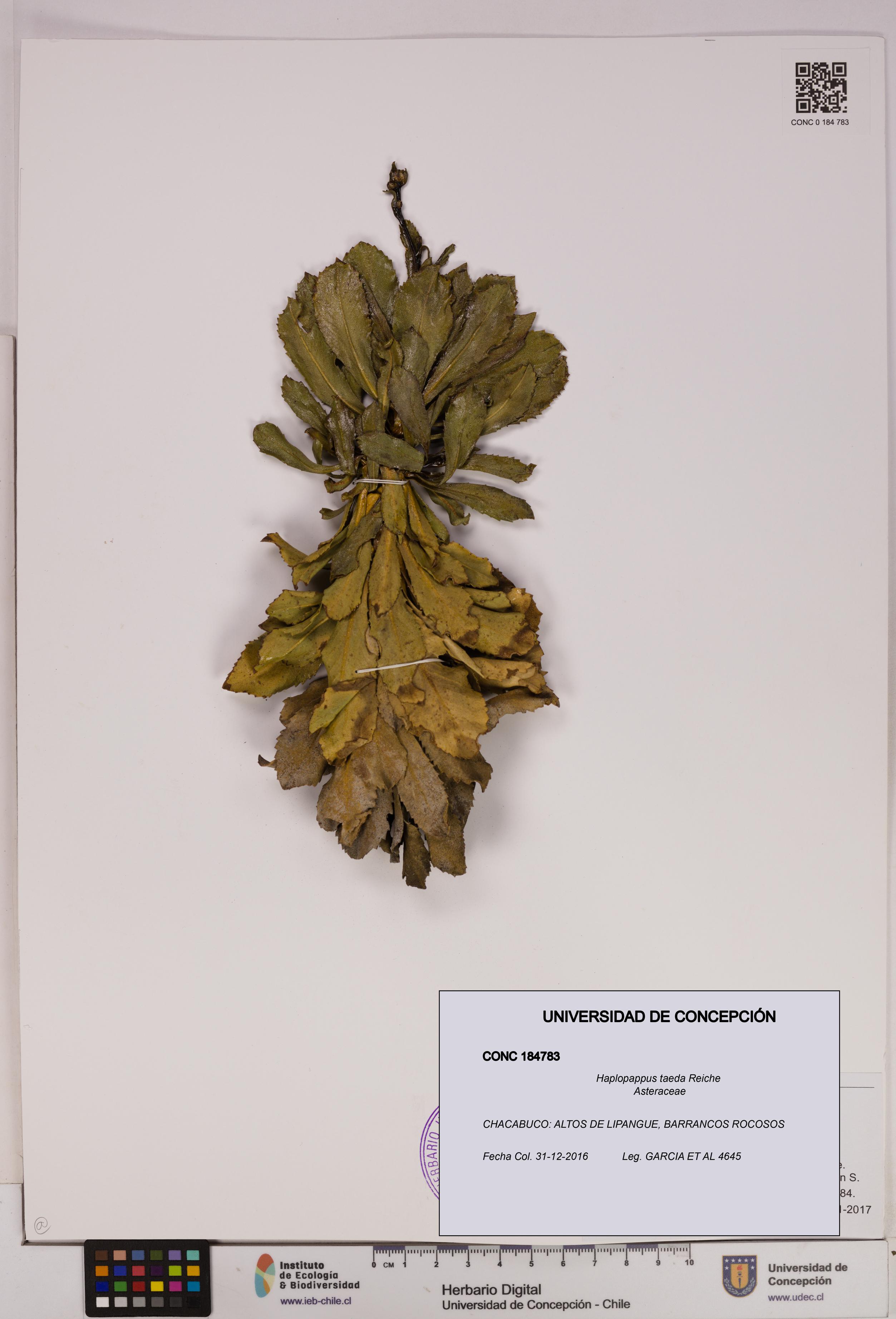 Haplopappus taeda [Espécimen: UDEC:CONC:0184783]
