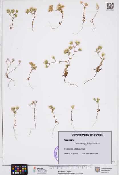 Triptilion capillatum [Espécimen: ]