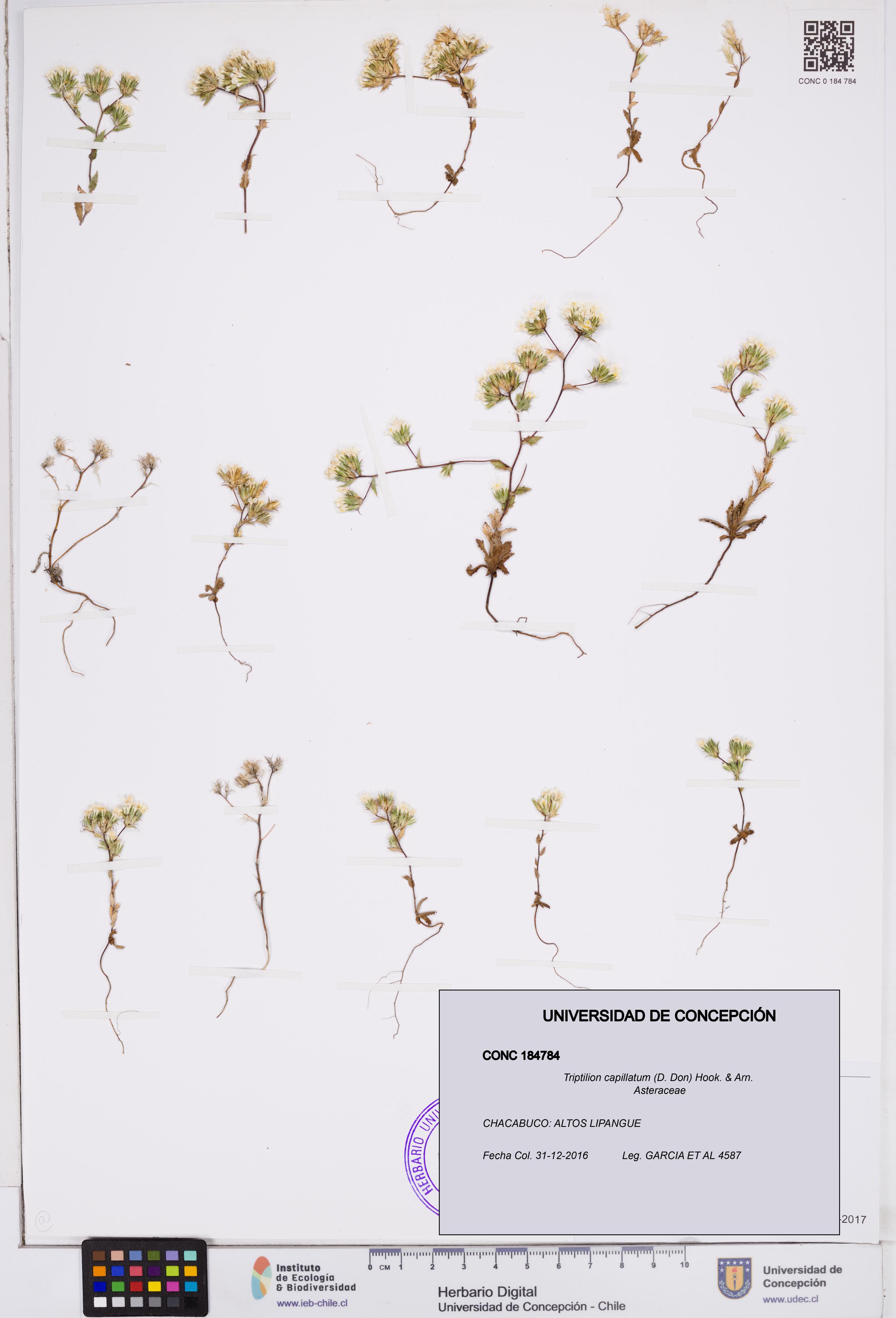 Triptilion capillatum [Espécimen: ]