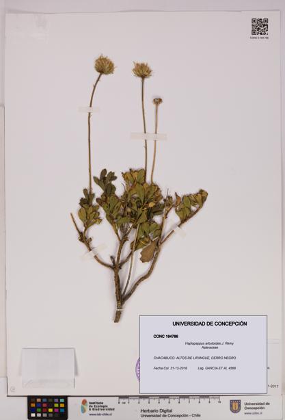Haplopappus arbutoides [Espécimen: UDEC:CONC:0184786]