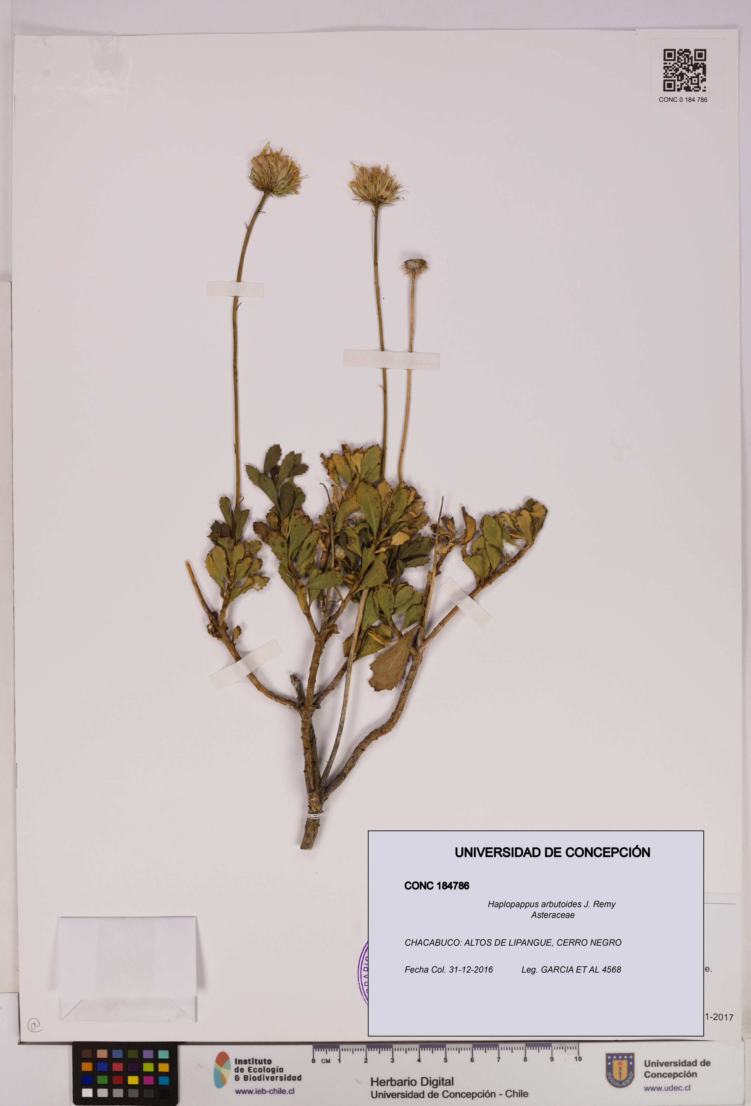 Haplopappus arbutoides [Espécimen: UDEC:CONC:0184786]