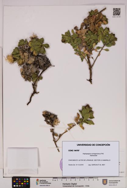 Haplopappus ochagavianus [Espécimen: UDEC:CONC:0184787]