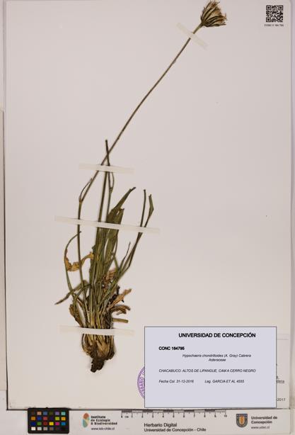 Hypochaeris chondrilloides [Espécimen: UDEC:CONC:0184795]