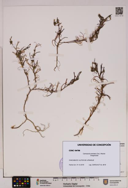 Camissonia dentata [Espécimen: UDEC:CONC:0184798]